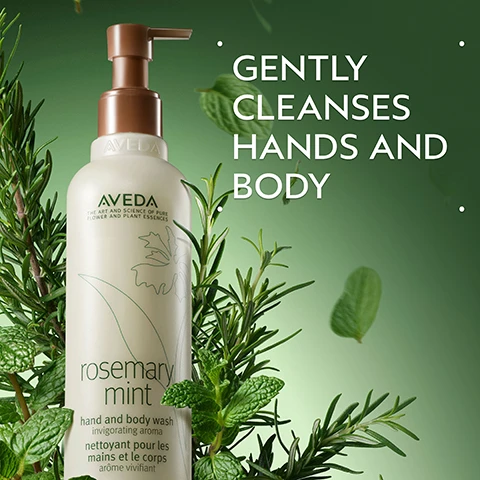 Image 2 - A beige Aveda pump bottle for rosemary mint hand and body wash is surrounded by fresh sprigs of rosemary and mint on a green background, featuring the text AVEDA THE ART AND SCIENCE OF PURE FLOWER AND PLANT ESSENCES rosemary mint hand and body wash invigorating aroma nettoyant pour les mains et le corps arôme vivifiant GENTLY CLEANSES HANDS AND BODY. Image 3 - Fresh sprigs of rosemary and mint are displayed on a light green background, framed by a dark green background, with the text Rosemary & Mint, and Invigorating aroma proven to awaken the senses and improve focus. Image 4 - Three swirls of a light yellow, pearlescent cream or liquid, one large and two smaller, are on a white background. Image 5 - Two white Aveda product bottles with brown caps, one a pump dispenser for hand and body wash and the other a regular cap for body lotion, are displayed on a dark green background, with visible text reading HOW TO USE, and on the left bottle AVEDA THE ART AND SCIENCE OF PURE FLOWER AND PLANT ESSENCES rosemary mint hand and body wash invigorating aroma nettoyant pour les mains et le corps arôme vivifiant, and on the right bottle AVEDA THE ART AND SCIENCE OF PURE FLOWER AND PLANT ESSENCES rosemary mint body lotion invigorating aroma lotion pour le corps arôme vivifiant, alongside instructions on the right side stating 01 CLEANSE Rosemary Mint Hand and Body Wash, 02 MOISTURIZE Rosemary Mint Body Lotion. Image 6 - Four light green Aveda Rosemary Mint product bottles with brown caps are displayed against a dark green background with scattered rosemary sprigs and mint leaves, featuring the text: Aveda The Art and Science of Pure Flower and Plant Essences Rosemary Mint purifying shampoo invigorating aroma shampooing purifiant arôme vivifiant, Aveda The Art and Science of Pure Flower and Plant Essences Rosemary Mint weightless conditioner invigorating aroma après-shampooing ultra-léger arôme vivifiant, Aveda The Art and Science of Pure Flower and Plant Essences Rosemary Mint hand and body wash invigorating aroma nettoyant pour les mains et le corps arôme vivifiant, and Aveda The Art and Science of Pure Flower and Plant Essences Rosemary Mint body lotion invigorating aroma lotion pour le corps arôme vivifiant. Image 7 - Three white certification logos are displayed on a dark green leafy background with a hint of a red plant: a circular 100% VEGAN V 100% VEGAN logo, a Certified B Corporation logo, and a leaping rabbit Cruelty Free INTERNATIONAL TM logo.