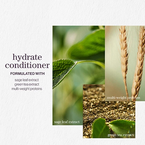 Image 1 - A graphic promoting a hydrate conditioner featuring images of sage leaves, green tea, and grains, with the text hydrate conditioner and formulated with sage leaf extract, green tea extract, and multi-weight proteins.
Image 2 - An advertisement for a hydrate conditioner featuring three images: a green mint leaf, a textured moss background, and a soft pink rose, with the text hydrate conditioner and AFTER THE RAIN WITH NOTES OF moss rose mint displayed prominently.
Image 3 - Image features three sections with icons and text highlighting product attributes: vegan formulas* sulfate-free for a gentle cleanse, recycled bottles made from post-consumer recycled materials**, and up to 80+ washes in one bottle. All formulas are highly concentrated meaning less water needed.