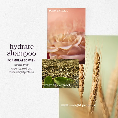 Image 1 - An arrangement of three images related to a hydrate shampoo, featuring a soft focus pink rose with the text rose extract, a close-up of green leaves with the text green tea extract, and golden wheat with the text multi-weight proteins, all against a textured white background, with the main text saying hydrate shampoo and FORMULATED WITH.
Image 2 - A visually appealing design showcasing a hydrate conditioner product with close-up images of sage leaves, green tea, and wheat, accompanied by the text hydrate conditioner and formulated with sage leaf extract, green tea extract, and multi-weight proteins.
Image 3 - A close-up image of hair with bubbles and droplets alongside a text review stating Best shampoo and conditioner Makes my once dry hair so soft and shiny. Every hairdresser I have ever met recommends LOOKFANTASTIC VERIFIED CUSTOMER REVIEW.
Image 4 - Image shows three photos featuring the words hydrate conditioner, with text that reads AFTER THE RAIN WITH NOTES OF moss, rose, and mint.
Image 5 - A visually appealing image featuring three overlapping photographs with floral elements, including a close-up of lavender, a green bergamot fruit, and patchouli leaves, alongside the text hydrating shampoo and a description that reads: a citrus summer breeze with notes of lavender, bergamot, patchouli.
Image 6 - Image shows a gradient background with three sections highlighting product features: vegan formulas, recycled bottles, and wash capacity, with text stating vegan formulas sulfate-free for a gentle cleanse, recycled bottles made from post-consumer recycled materials, and up to 80+ washes in one bottle.