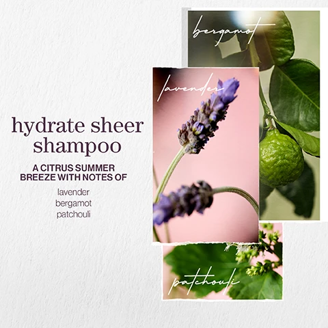 Image 1 - Image depicting a product layout for hydrate sheer shampoo featuring images of lavender, bergamot, and patchouli with the text hydrate sheer shampoo A CITRUS SUMMER BREEZE WITH NOTES OF lavender bergamot patchouli.
Image 2 - Image features two overlapping panels: the top panel shows eucalyptus leaves and buds with the text eucalyptus leaf extract, while the bottom panel displays wheat stalks with the text wheat proteins; both are accompanied by the words hydrate sheer and formulated with.
Image 3 - A side-by-side comparison shows a woman with a tousled short hairstyle on the left labeled before and the same woman with a sleek bob hairstyle on the right labeled after, both wearing a white shirt with textured detailing.
Image 4 - Image shows a split comparison of hair, with the left side displaying frizzy, unstyled hair labeled before and the right side showcasing smooth, shiny hair labeled after, with the brand name Pureology at the bottom.
Image 5 - Image shows three key benefits of a product: vegan formulas sulfate-free for a gentle cleanse, recycled bottles made from post-consumer recycled materials, and up to 80+ washes in one bottle with all formulas being highly concentrated meaning less water needed.