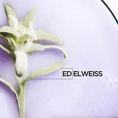 Image 1, Ed elweiss. Image 2,BLOND ABSOLU EDINE AHBICH Kérastase Scientific Director The pre-lightening process leads to a fundamental modification of the hair as it can break down proteins and other structures in the fiber. Blond Absolu, enriched with hyaluronic acid, envelopes the fiber with a protective veil that acts like a shield against external daily aggressors. Image 3, BLOND ABSOLU
HOVIG ETOYAN Global Professional Ambassador Hair lightening is the most popular request in my salon! Blond Absolu, with hyaluronic acid, leaves the hair feeling healthy & hydrated. Its deep ultra-violet neutralisers help all blonde clients to keep their blonde hair looking